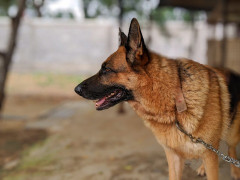 昔って犬を外で飼ってる家沢山あったけど今見ないよな