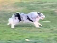 １匹のイヌが公園にいた。見知らぬ人の近くでフリスビーを落とす → 賢い犬はこうやって遊びます…
