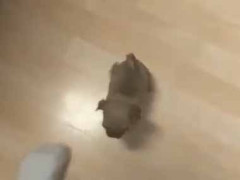 子犬のゴハンを運んでいた。待ちに待った夕飯だ！ → 床でチビ助はこんな様子です…