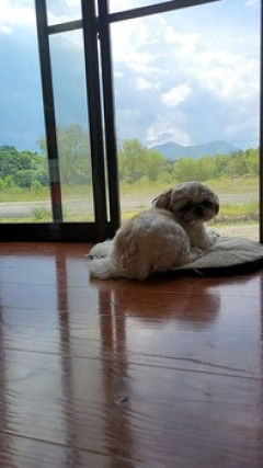 とんでもない田舎に犬と二人で暮らしてるけど質問なによ？（※画像あり）