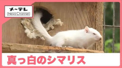 真っ白”アルビノ”のシマリスが見つかる　岐阜県高山市のリスの森