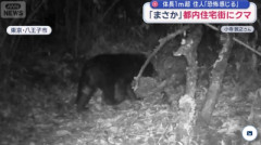 【速報】東京の住宅街にクマ