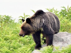 【戦慄】クマに『異変』が起こっている模様・・・・・