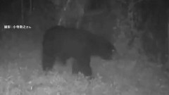 【悲報】クマサン、都内住宅街に現れる