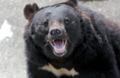 【ヤバイ】岩手大学キャンパス内にクマが出没　授業が休講になってしまう