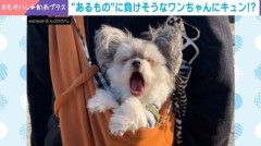 【画像】チワワさん、睡魔と全力で戦うも完全敗北の姿を全国に晒されてしまう