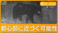 【悲報】クマサン、都内住宅街に現れる