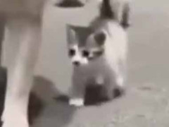 可愛い子たちがずっとついてくる → ちょっと困りました…