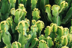 【悲報】唐辛子の1000倍辛い植物さん、痛覚神経を破壊して「鎮痛」してしまう