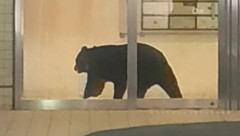 青森市中心街のホテルなど入る複合商業ビルの中に1頭のクマ出没！　たてこもっているか　警察や市が対応（動画あり）