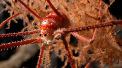 【画像】チリの深海で見つかった新種の魚さん、どう見てもぬいぐるみ
