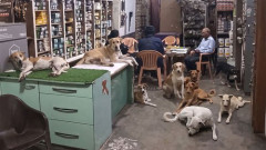 【画像】インドの店主さん、暑すぎて野良犬10匹に店を開放してしまう