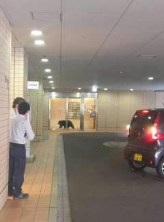 青森市中心部の「クロスタワー　ア・ベイ」にクマ侵入　銃で撃ち1頭『駆除』