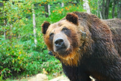 北海道をキャンプしながら回る予定なんだけど熊対策どうするかね