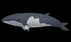 【朗報】クジラ肉にパーキンソン病の進行抑制の効果があることが判明！白人の手のひら返しくる？