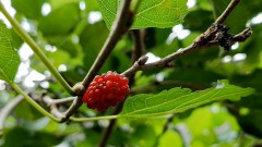 【東京】多摩川河川敷の桑の実を食べた小学生5人が腹痛訴え救急搬送　校外学習で訪問中に　世田谷区