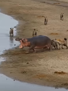 【動画】カバちゃん、ハイエナの群れに襲われ水辺に逃げてしまう・・・