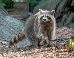 フランス人「お前らの言語でアライグマを直訳するとどうなる？」