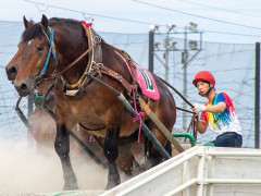 【悲報】ばんえい競馬←すまん、動物虐待じゃね？