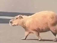 【かわいい】 カピバラさんが道を渡っていた。ママ、待って～！ → 追ってくる赤ちゃんはこちらです…