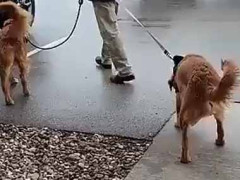 犬はもっと遊びたかった。さぁ車に乗って帰るよ → 犬、全身で拒否です…