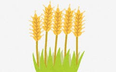 小麦←なぜ主食の王様になったのか