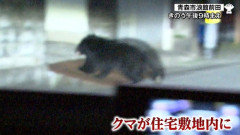 「本当にどうにかして」住宅敷地内にクマ侵入…青森市中心部で目撃相次ぎ「緊急銃猟」移行も検討