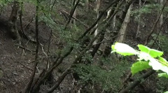 東京でロシア人の30代の男性がクマに襲われ重傷・・・