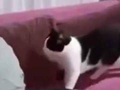 うちのパパは猫を飼うことに反対だった → でも今では…