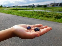 【衝撃】世田谷の小学生達、河川敷の『桑の実』を食べた結果・・・・