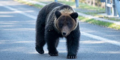 人を襲うヒグマの4割が「仕留め損ないの個体」