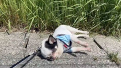 【画像】チワワさん、ノリノリで散歩に出発するも100mで電池切れしてしまう