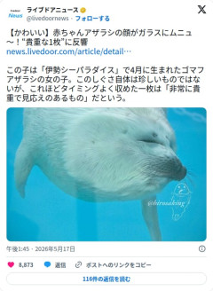 【画像】赤ちゃんアザラシさん、ガラスに顔をムニュっと押し付けてしまう