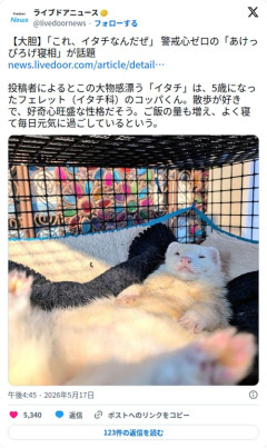【画像】フェレットさん、警戒心ゼロの寝相を全世界に晒されてしまう