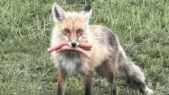 【画像】カナダのBBQで大規模盗難が発生、警察が公開した容疑者の写真がこちら