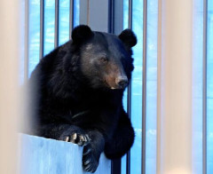 【山形】山で保護されたツキノワグマの「クロ」動物園で仲間入り…「人気者になってもらえたら」「怖いだけではない生態を知ってほしい」