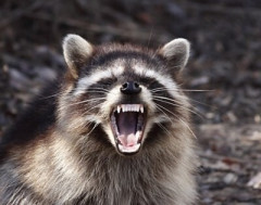 【動画】タヌキ、猫から餌奪って逃走ｗｗｗ