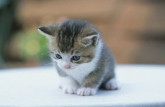 【感動】母親に舐められすぎて肛門が失くなりう◯こできなくなった子猫を男性が拾う　→　病院からも見放されたが必死に介護を続けた結果、信じられない奇蹟が！！