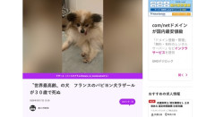 世界最高齢の犬、フランスのパピヨン犬ラザールが30歳で死去