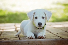 独身男性って保護犬や猫を引き取れないんやね