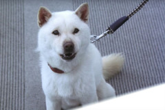 ソフトバンクCMに出ていた「お父さん犬」のギャラが明かされる！マジでとんでもねぇ額だ……