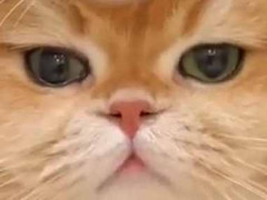 よし、モフモフ３体合体だ！ → これはカワイイ鏡餅ですね…