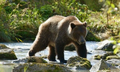 「目撃頭数300」「ヒグマが線路上で乱闘」「熊が隊列を作って行進」　青森県の「くまログ」で不正確な投稿相次ぐ