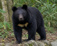 【悲報】クマに襲われたと見られる上半身のない遺体を発見