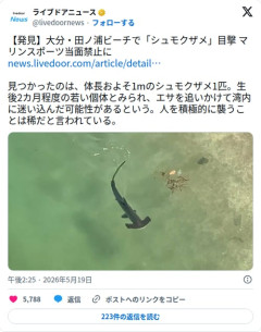 【画像】大分のビーチさん、浅瀬にシュモクザメが現れてマリンスポーツ禁止になってしまう