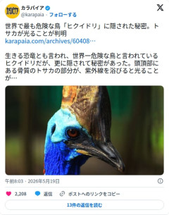 【画像】世界一危険な鳥「ヒクイドリ」さん、トサカが紫外線で光ることが判明してしまう