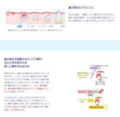京大発スタートアップ･トレジェムバイオファーマの｢歯生え薬｣､26年夏にも患者に治験