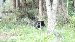 東京にツキノワグマ　繰り返す、東京にツキノワグマ