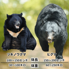 【悲報】クマが食った証拠は何も無いのに何でクマってことになってるのかｗｗｗｗｗｗｗｗｗｗ