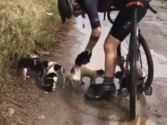 カップルが自転車で走っていたら道端に子犬たちが捨てられているのを発見した。とても人懐っこい。どうしよう → ２人はこうした…